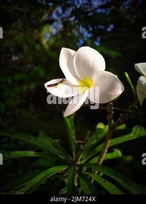 A closeup of a plumeria flower with common mantis in the dark garden Stock Photo