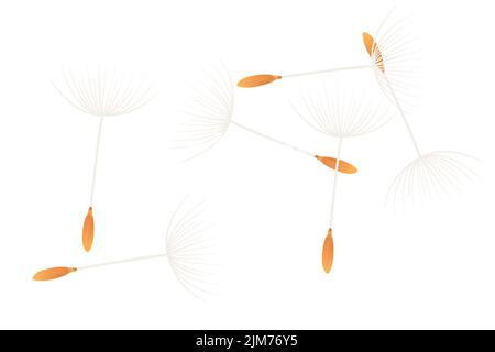 Flying dandelion seeds vector illustration isolated on white background Stock Vector