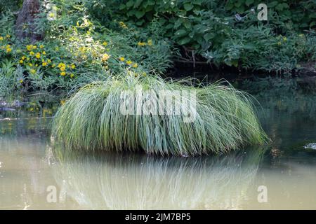 Green reed growing next to the bed of a riom carex secta, from the sedge family. Stock Photo