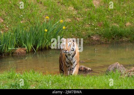 Tiger emerging from the water of a pond after taking a bath Stock Photo