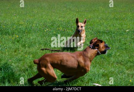 Boxer shops dog speed