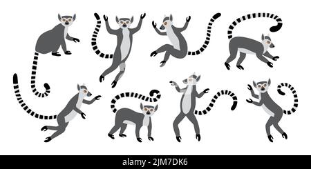 Cute funny ring-tailed lemurs. Exotic Lemur catta. Set of vector illustrations in cartoon and flat style Stock Vector