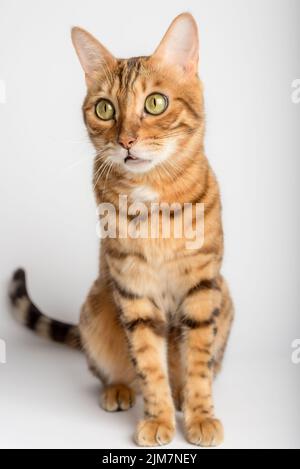 Bengal cat in full length on a white background. Vertical shot. Stock Photo