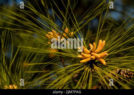 A closeup shot of detail blossom Pinus massoniana with green leaves in the garden on a sunny day Stock Photo