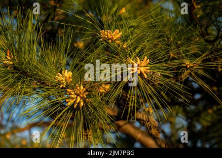 A closeup shot of Pinus massoniana with sunlight in the garden Stock Photo