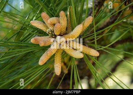A closeup shot of detail Pinus massoniana with green leaves in the garden on a sunny day Stock Photo