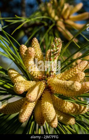 A selective focus shot of Pinus massoniana with green leaves in the  on a sunny day Stock Photo