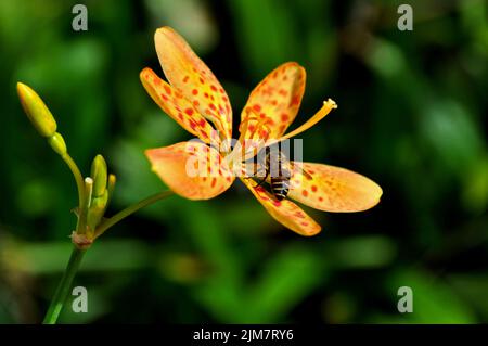 A closeup of a bee pollinating on a Blackberry Lily on a blurred green background Stock Photo