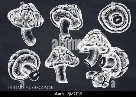 Vector set of hand drawn chalk shiitake Stock Vector