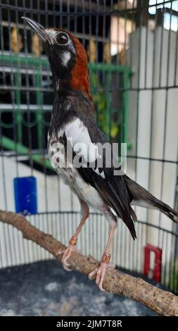 A vertical shot of a chestnut-capped thrush in a cage Stock Photo