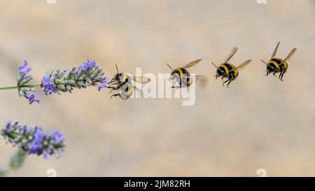 Bumble honey bee flying in to land  on Lavender flowr Stock Photo