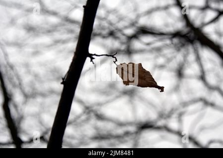 Last leaf, trembling in the wind Stock Photo