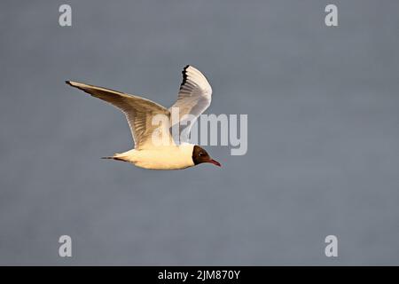 Black-headed Gull in breeding plumage in flight Cemyln Lagoon Wales UK Stock Photo