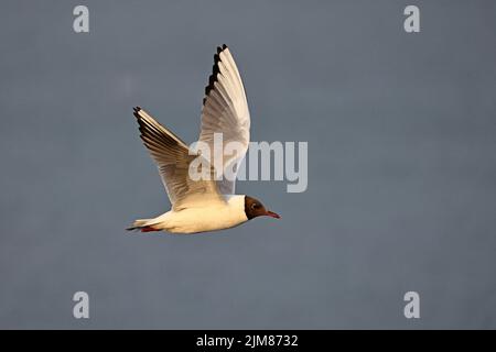 Black-headed Gull in breeding plumage in flight Cemyln Lagoon Wales UK Stock Photo