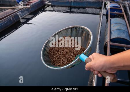 Aquaculture farmers hand hold food for feeding fish in pond in local agriculture farmland.Fish feed in a hand at fish farm in the Mekong River. Commer Stock Photo