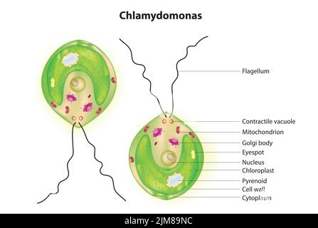 chlamydomonas diagram