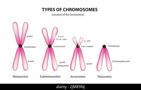 types of chromosomes. Structure of chromosome with centromere, long and ...