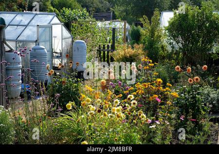 allotment garden in summer drought, norfolk, england Stock Photo