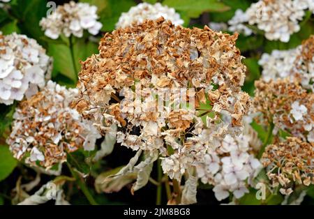 dried white hydrangea flowers in english garden, norfolk, england Stock Photo