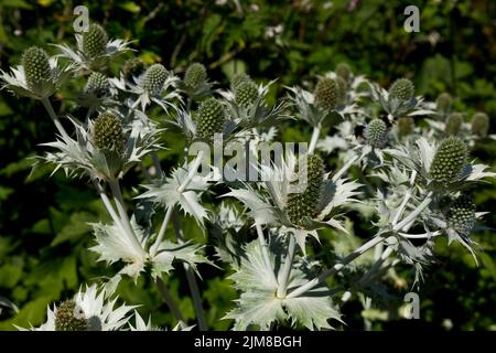 Close up of apiaceae sea holly perennial thistle eryngium giganteum flower flowers growing in a cottage garden border in summer England UK Britain Stock Photo