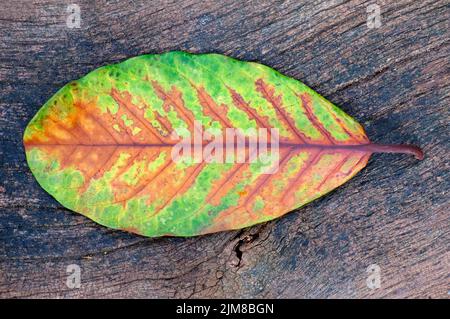 large oval shaped leaf on timber bench background Stock Photo