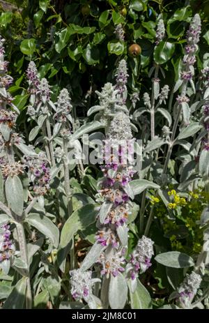 Close up of Lambs ear 'Silver Carpet' flowers (Stachys byzantina) in the cottage garden plant in summer England UK United Kingdom GB Great Britain Stock Photo