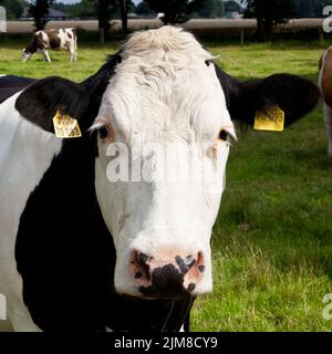 Cows on a farmland Stock Photo