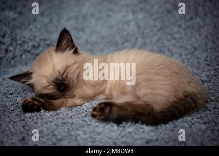 Little cute kitten sleeps sweetly on a fluffy gray plaid. High quality photo Stock Photo