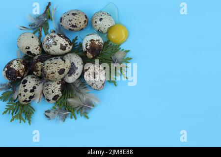 quail eggs on the blue background with copy space Stock Photo