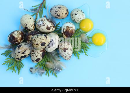 quail eggs on the blue background with copy space Stock Photo