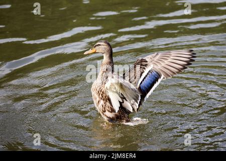 Mallard duck flapping wings and splashing in water. Female duck on a lake in summer Stock Photo