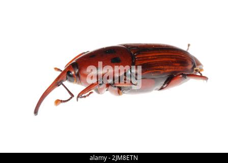 Snout beetle isolated on white Stock Photo