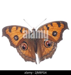Peacock pansy butterfly, Junonia almana Stock Photo