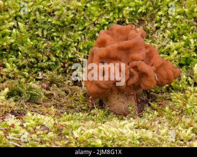 Snow false morel - Gyromitra esculenta Stock Photo