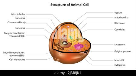 Animal cell anatomy. Organelles and structure of eukaryotic cell ...