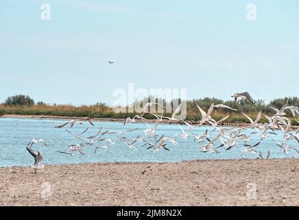 A flock of seagulls flies over the beach. Kinburn spit, Mykolaiv region, Ukraine. Stock Photo