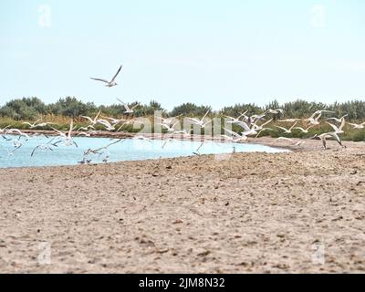 A flock of seagulls flies over the beach. Kinburn spit, Mykolaiv region, Ukraine. Stock Photo