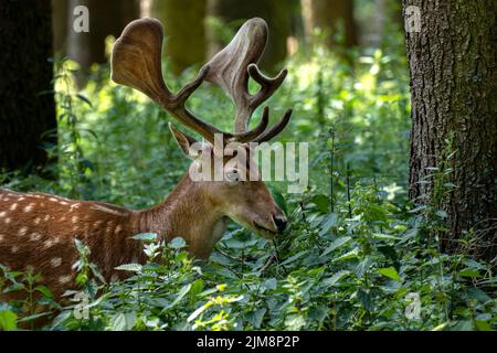 Fallow deer with antlers amidst plants in the forest Stock Photo