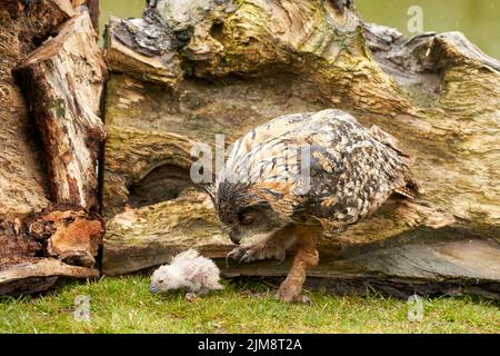 Wild Eurasian Eagle Owls outside their nest, in the grass. The white say days old bird is exploring nature Stock Photo