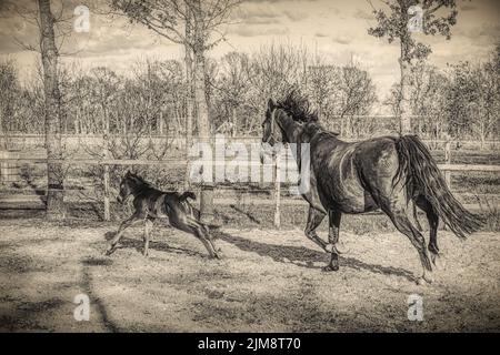 One week old dark brown foal gallops and jumps with her mother outside in the sun. mare with red halter. Warmblood, black and white, vintage,KWPN Stock Photo