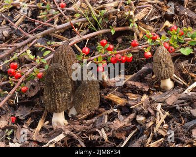 Black morels with pine bark mulch Stock Photo