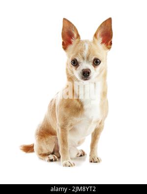 Beige chihuahua dog isolated on white background. Stock Photo