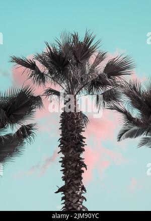 Palm tree on light blue sky with pink clouds, vintage effect concept, vintage palm tree, vertical photo Stock Photo
