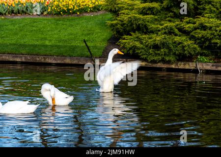 White goose is waving with wings on small water pond near the public park. Stock Photo