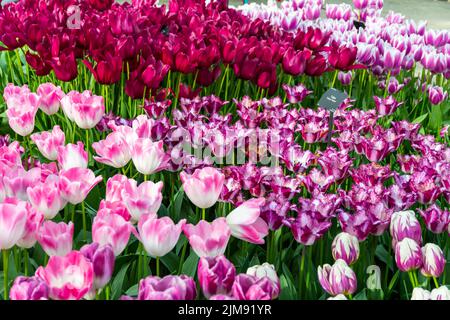 Closeup view of beautiful tulip field in bloom. Tulip flower of multiple colors - pink, yellow, violet, red, orange. Tulips are typical flower in Neth Stock Photo