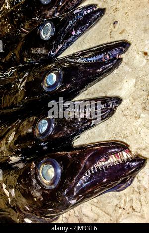 black-scabbardfish-aphanopus-carbo-stock-photo-alamy