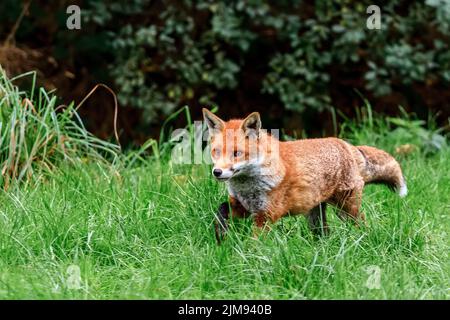 Fox (Canidae Vulpini ) Stalking Prey Berkshire UK Stock Photo