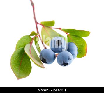 Blueberry branch isolated on white background. Bilberry or whortleberry with green leaves. Clipping path Stock Photo