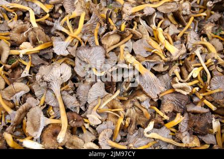 Mushroom Yellowfoot ( Cantharellus lutescens) sold on market Stock Photo