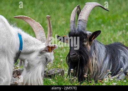 White goat and black landrace goat resting in meadow at farm Stock Photo